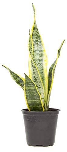 Live Snake Plant