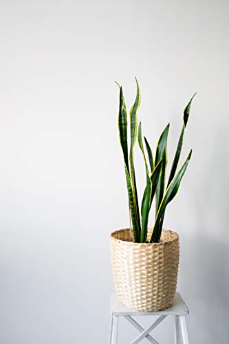 Live Snake Plant