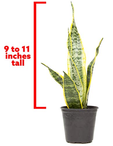 Live Snake Plant