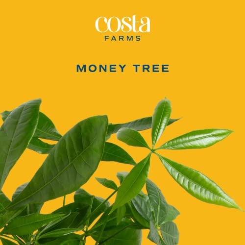 Easy Care Indoor Plant