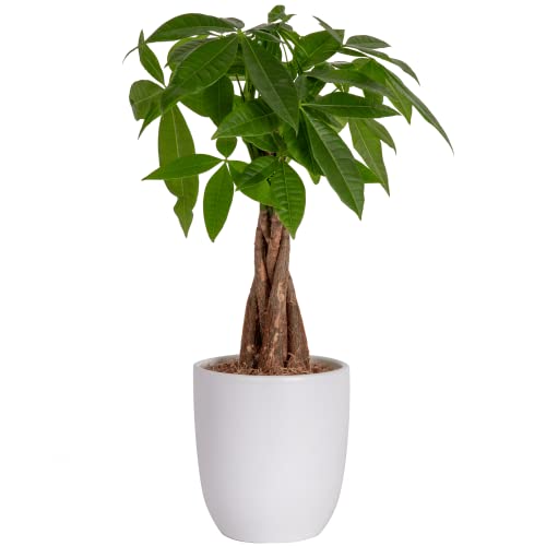 Easy Care Indoor Plant