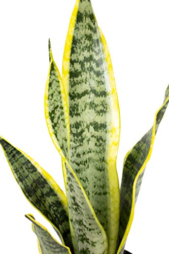 Live Snake Plant