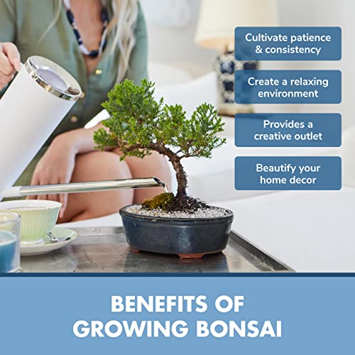 Bonsai Tree Seed Starter