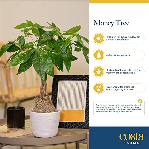 Easy Care Indoor Plant