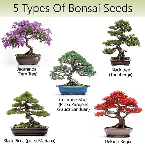 Bonsai Tree Kit