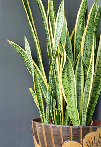 Live Snake Plant