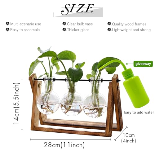 Plant Terrarium