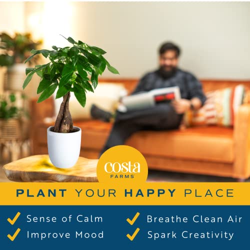 Easy Care Indoor Plant