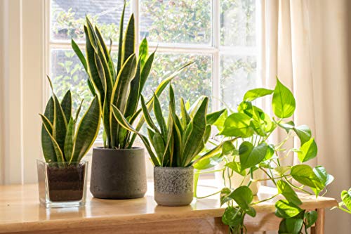 Live Snake Plant