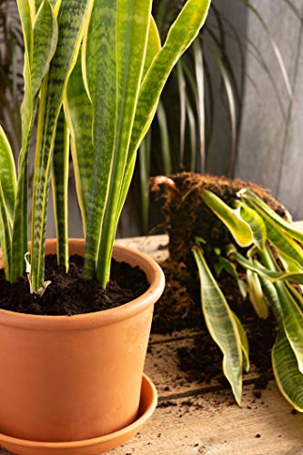 Live Snake Plant