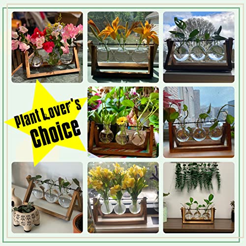 Plant Terrarium