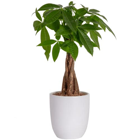 Easy Care Indoor Plant