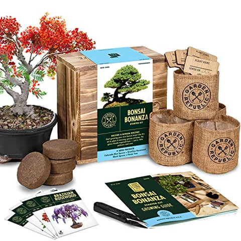 Bonsai Tree Seed Starter